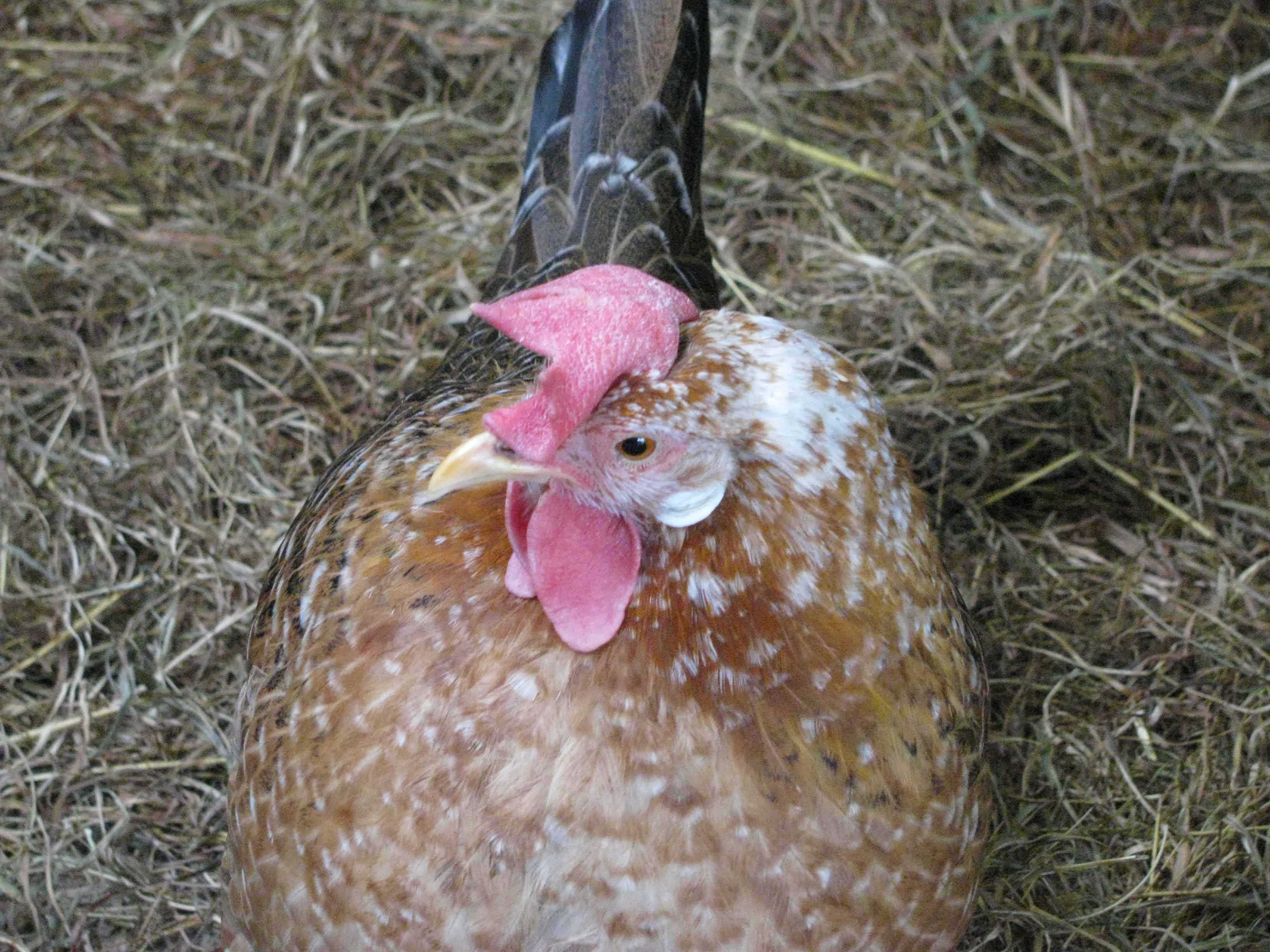 AN odd chicken